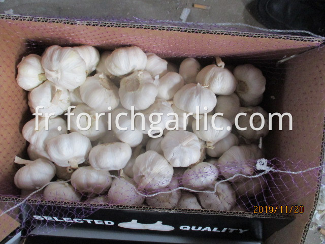 Best Quality Pure Garlic